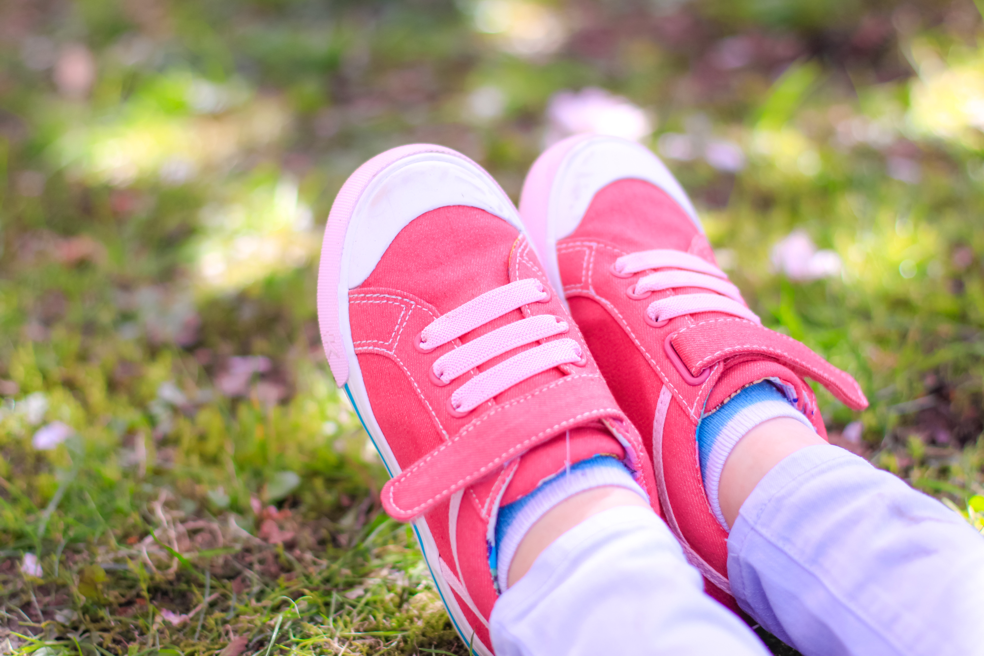 Cherry Blossoms Copenhagen